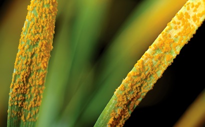 Rust affected wheat seedlings.