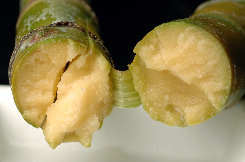 A green sugarcane snapped in two with the two cross-sections facing the viewer. The inside fo the cane looks juicy and grainy in a yellow gold hue.