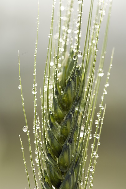 a close up of a single green wheat head with water droplets clinging to the awns, bristle-like appendages sprouting from the spikelets on the head. 