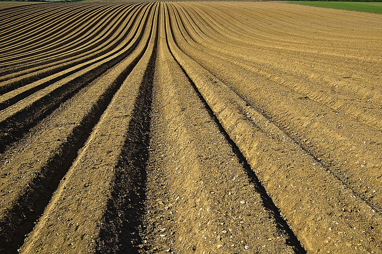 Neat rows in an empty paddock ready for planting