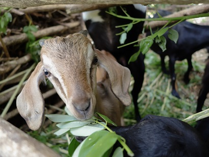 A young goat in a pen eating leaves