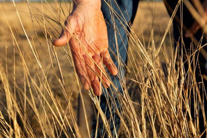 Farmers hand in wheat field