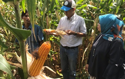 Farmers in Indonesia looking at a corn plant. 