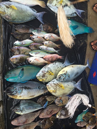 A selection of caught fish, varying in colour and size