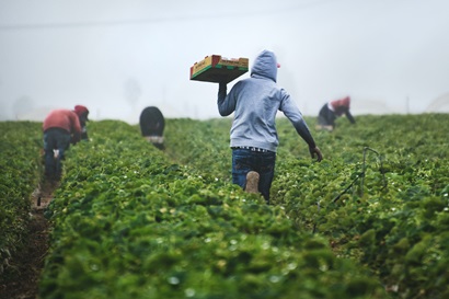 Three people pick strawberries in a field while another carries a box of the fruit above his shoulder