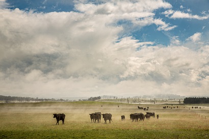 Cows in the field 
