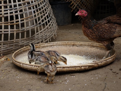 A mother hen and her three chicks standing around a bamboo tray with grain feed in it