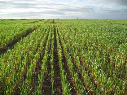 Looking along rows in a field of wheat that is green
