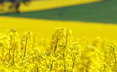 A field of canola