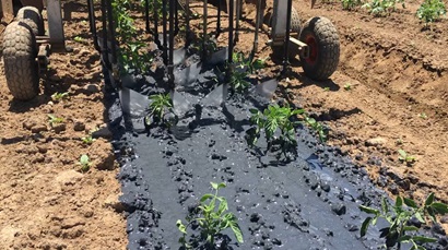 TranspiratiONal-SBM being applied to tomatoes.