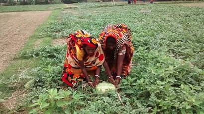Two Bangladeshi women picking watermelons in a paddock