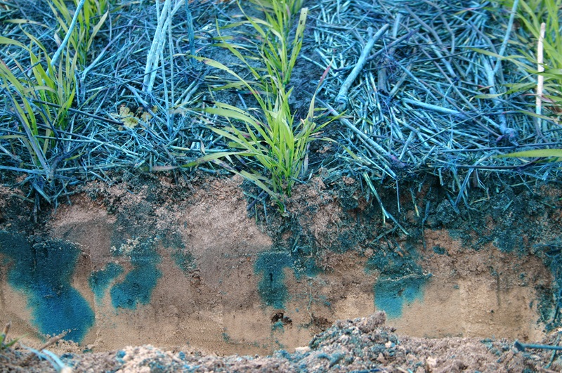 a trench has been dug in a field to reveal a cross-section of crops, their roots and the soil. A blue dye has been poured on teh surface and seeped into the soil where roots and animals have created holes and tunnels into the soil. 
