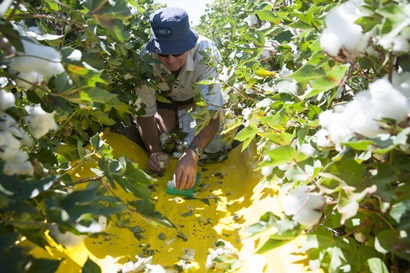 A scientist collecting pest insects in a cotton field.