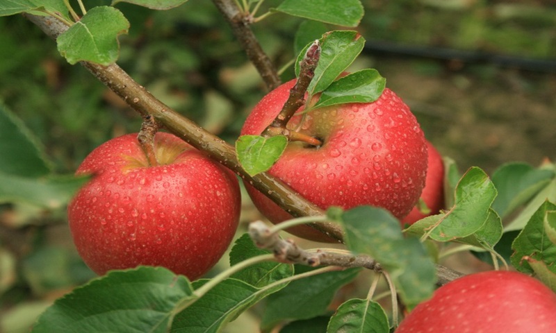 Apples growing on a tree