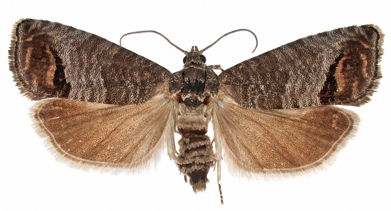 Codling moth