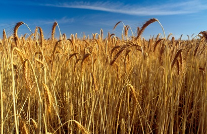 Wheat crop ready to harvest