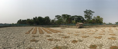 Crop growing in drought affected field