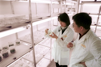 Two researchers in a laboratory looking at a small container in which a barley seedling in growing
