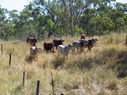 Livestock grazing