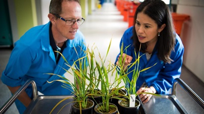 Two researchers examine oat plants affected by rust