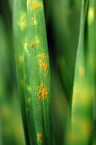 A close up of a green stem of wheat covered in yellow/orange rust spores