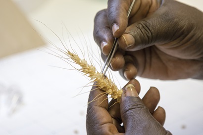 Close up of a wheat spike being held in a persons hands as they point to a section with tweezers