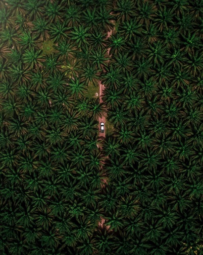 Palm Oil plantation, Indonesia.