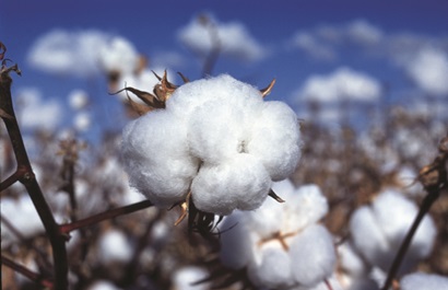Cotton boll in field, Narrabri, NSW.
