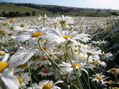 Image of a field of pyrethrum daisy plants in flower.
