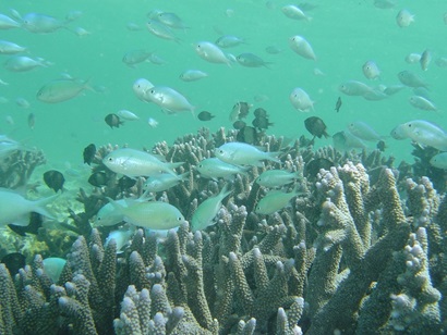 Image of a school of fish surrounding staghorn coral on a reef.