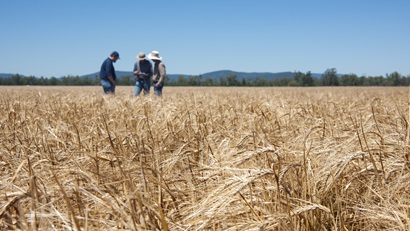 Three people standing in a field of wheat.