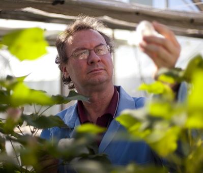 This is a photo of Danny in a greenhouse. He is in the background holding up a cotton sample which he is reviewing. In the foreground are the cotton crops.