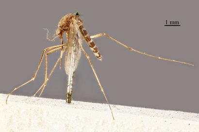This image is of an up close up photo of a common banded mosquito. It was taken by Mark Ayers (via Atlas of Living Australia) and shows that the Japanese Encephalitis virus is spread via a mosquito bite.  