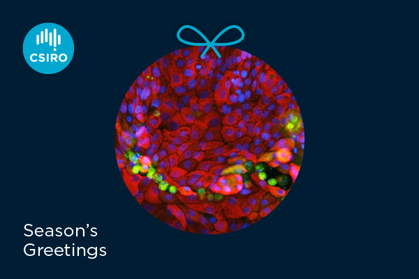 Season's greetings. Organoid culture systems based on liver cells to grow and study rabbit biocontrol viruses inside a Xmas bauble