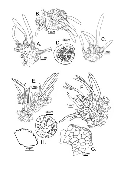 Line drawings of two species of hornworts to show the structure of the plants and their spores. 