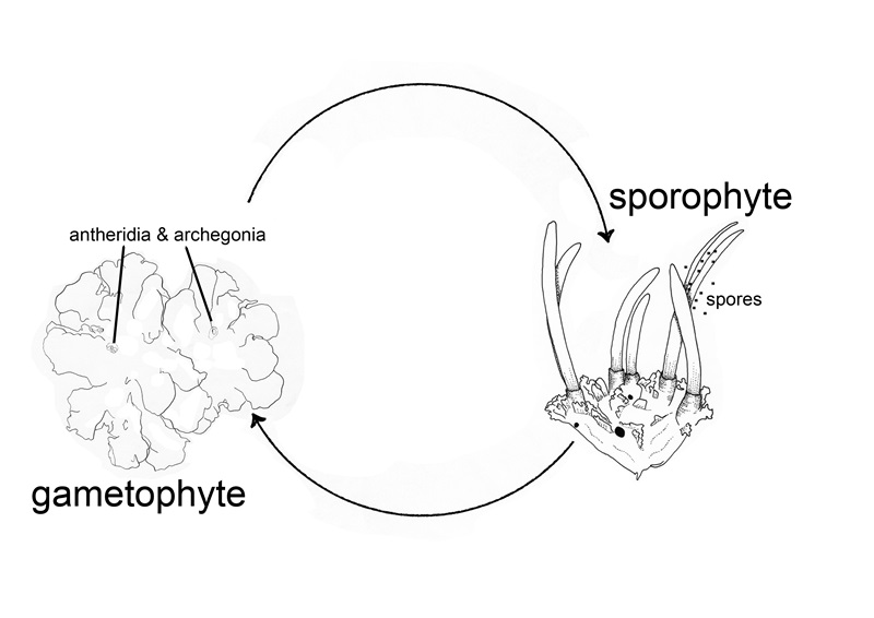 A scientific line drawing showing the alternation of a hornwort between a gametophyte, which produces eggs and sperm, and a sportophte, which has horn-like structures that release spores.