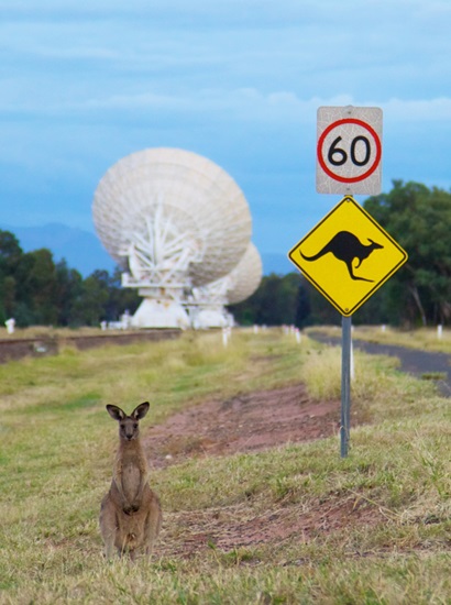 A seated kangaroo facing the camera in the foreground, a sign depicting a '60' speed zone and kangaroos crossing in the midground, and the back of two large white telescope dishes in the background.