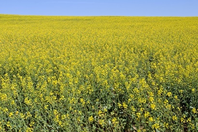 Image of canola field - blue sky with crop of yellow canola
