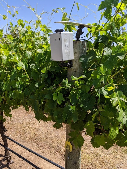 Image shows bright green leaves of a grape vine. In the centre of the shot is a small white box that has been mounted on top of a post.