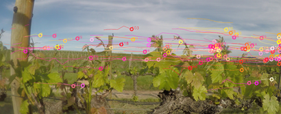 A grape vine is the focal point of the shot. The image has a digital overlay that appears as small circles and lines in red, pinks, yellow and orange. The digial overlay suggested the circles are data points. 