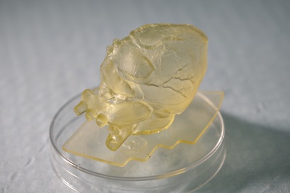 A golden coloured 3D-printed model of a heart sits on a petri dish. Fine details appear on the surface of the heart.