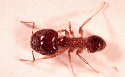African big-headed ant