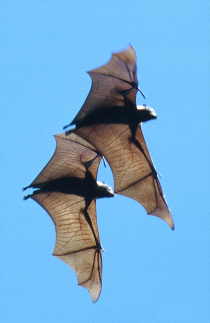 Two bats, wings at full span, as they glide in a bright blue sky.