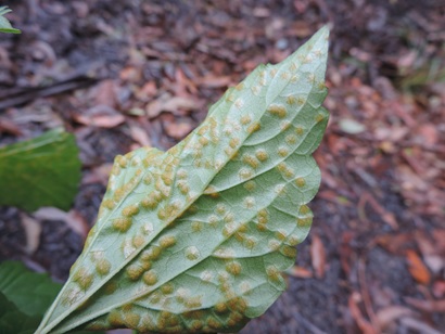 Bottom of large green leaf covered in rust coloured fungus.
