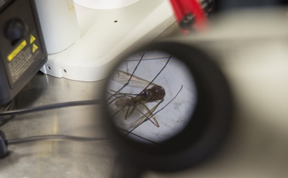 Mosquito through the microscope