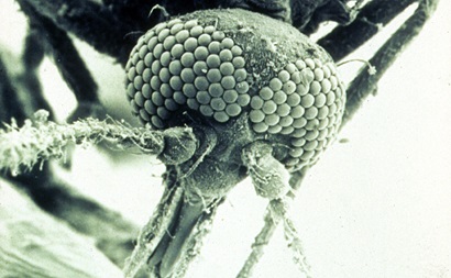 A black and white microscope image of a biting midge's head with faceted eyes and proboscis.