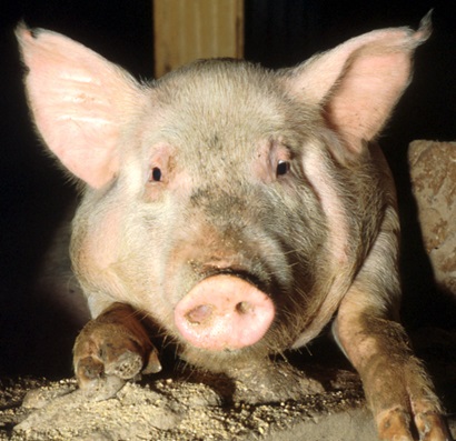 Head shot of a plump pink pig. 