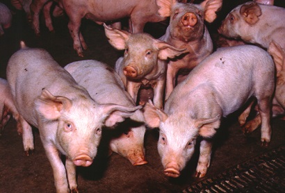 A group of pink pigs in a holding pen