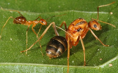 Yellow crazy ant queen and worker on a green leaf.