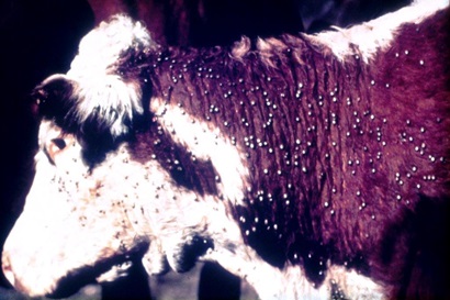 close up of brown and white cow (head & shoulder) covered in hundreds of ticks